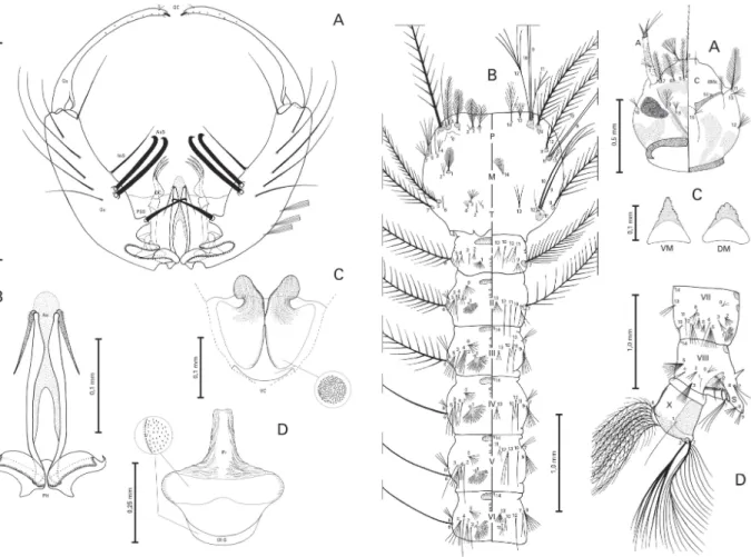 Fig. 1: An. lanei, male genitalia. A: dorsal view - gonocoxite (Gc);
