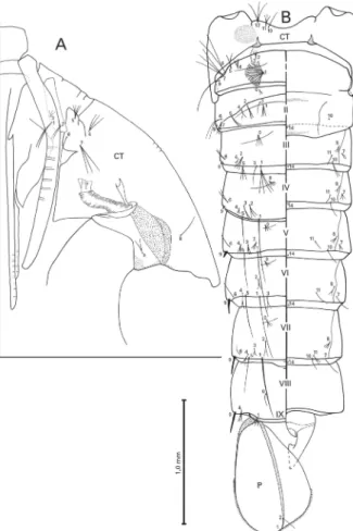 Fig. 3: An. lanei, pupa. A: cephalothorax. B: metathorax (CT); abdominal segments I-IX - left side dorsal; right side ventral; paddle (P)