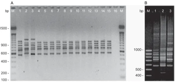 Fig. 1: PCR ribotyping patterns of Klebsiella and E. aerogenes strains. A: lanes -  1: E