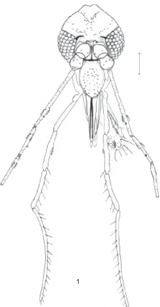 Fig. 1: head, frontal view (holotype  ♂ ). Micropygomyia ancashensis sp.