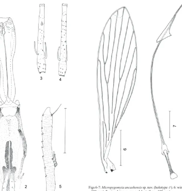 Figs 2-5: Micropygomyia ancashensis sp. nov. (holotype  ♂ ). 2: cibarium and pharynx; 3:  AIV; 4: AV; 5: palpomere III
