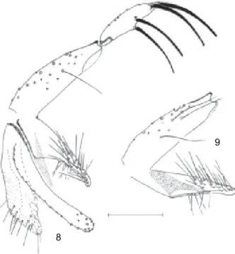 Figs 8-9: Micropygomyia ancashensis sp. nov. (holotype  ♂ ). 8: terminalia;