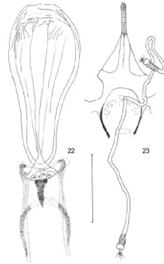 Figs 22-23: Lutzomyia chavinensis ( ♀ ). 22: cibarium; 23: spermathecae and genital furca