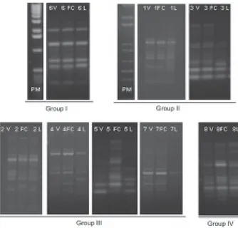 Fig. 6: randomly amplified polymorphic DNA results with primer 1 (10 bp) of Cryptococcus neoformans strains (FC, V, and L)
