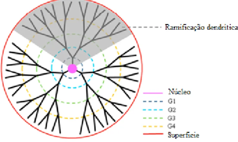 Figura 10: Representação esquemática de um dendrímero. As ramificações dendríticas desde o núcleo  até à periferia são definidas como o número de gerações (G1-G4)