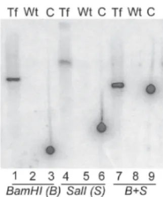 Fig. 1: genetic analysis of stable transfectants. Constructs for disruption of TcGPI8 were designed such that drug resistance genes, neo r  or ble r , were flanked by 400-600 base pairs of the 5' and 3' ends of the TcGPI8 gene