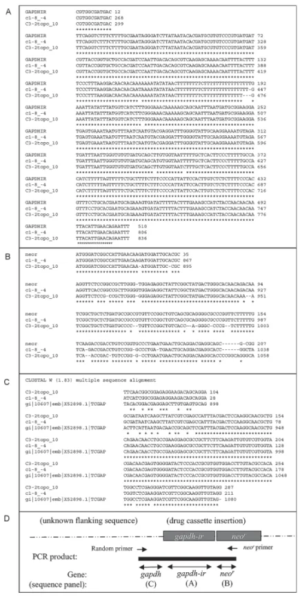 Fig. 2:  identification of the site of integration of GAPDHIR-neo r  cassette in Trypanosoma cruzi genome