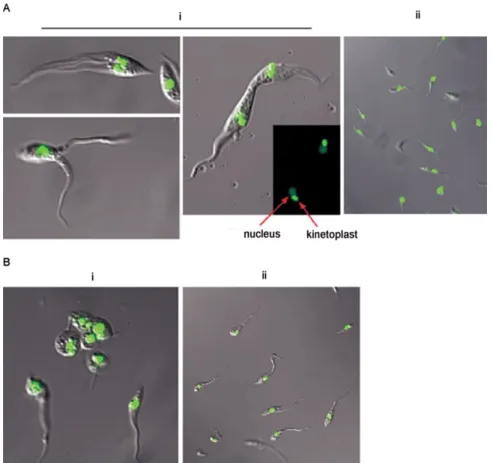 Fig. 3: morphological characteristics of stable transfectants. Stable neo r -TcGPI8 transfectants were generated and genetically characterized, as described in Figs 1 and 2