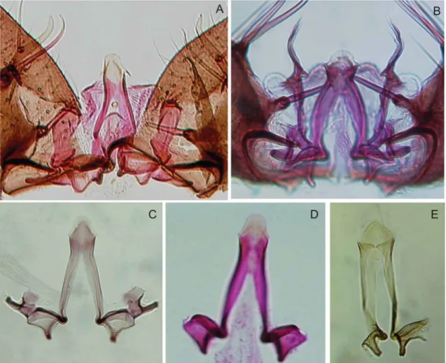 Fig. 5: details of male genitalia. A: Anopheles nuneztovari (Venezuela, image preparation #1353 WRBU); B: Anopheles goeldii (holotype); C: An