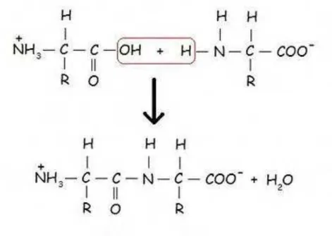 Figura  3.  Esquema  geral da  reação  de  condensação  entre  aminoácidos,  formando a ligação peptídica