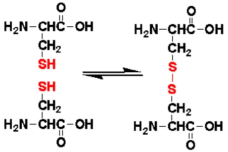 Figura  4.  Formação  de  ponte  dissulfeto entre  dois aminoácidos  cisteína,  formando uma cistina