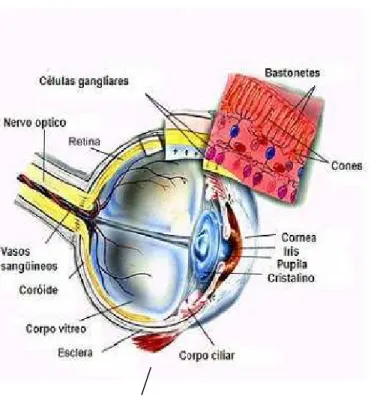 FIGURA 2: Esquema anatômico do bulbo do olho em corte horizontal. Fonte: Adaptação de Miguel Júnior; Castro (2007).