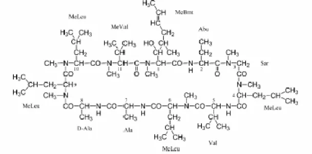 FIGURA 7: Estrutura da CsA Fonte: Jegorov et al. (2003, p.441).