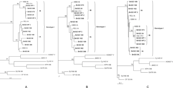 Fig. 1: phylogenetic trees using nucleotide sequences from HAV isolates. A: neighbor-joining method (Saitou &amp; Nei 1987); B: maximum par- par-simony method (Edwards &amp; Cavalli-Sforza 1963); C: maximum likelihood method (Felsenstein 1981)