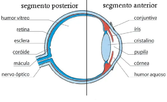 Figura 1 – Esquema das principais estruturas dos segmentos oculares. 