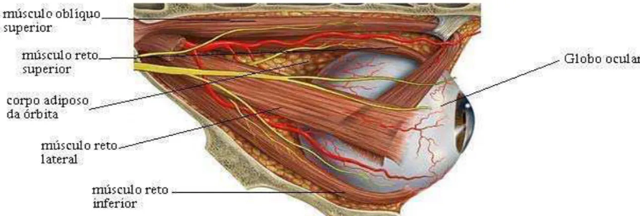 Figura 2 – A região periocular e bulbo do olho. 