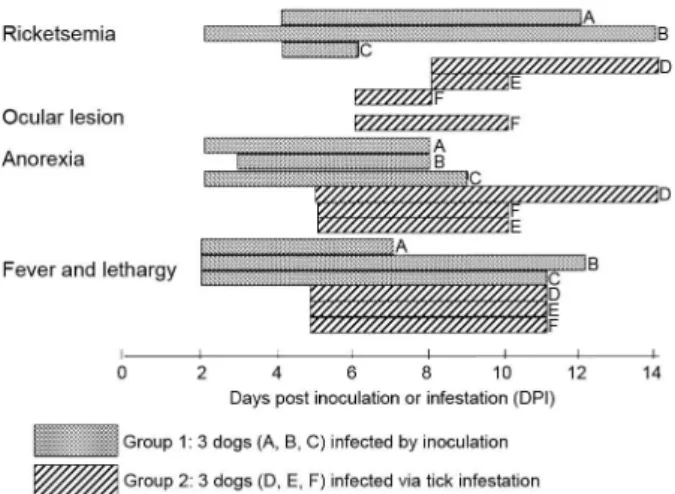 Fig. 1: selected clinical findings and rickettsemia duration for dogs of  two experimental groups (G1 and G2) exposed to Rickettsia rickettsii  infection