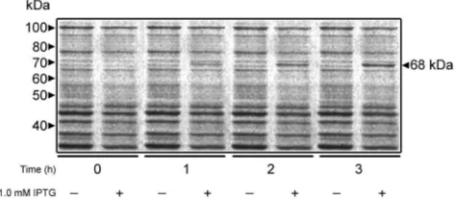 Fig.  1:  expression  of  Candida  albicans  Mns1   in  Escherichia  coli .  BL21  Star TM   (DE3)  cells  transformed  with  pMNS1c  were  grown  in  the absence or presence of 1 mM IPTG, and 500 μL from each culture  was removed at the times indicated