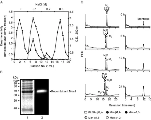 Fig. 2: A: purification of recombinant Mns1 by ion-exchange chromatography. The homogenate from cells expressing Candida albicans Mns1  was  applied onto a DEAE Bio-Gel A column (0.9 x 2.0 cm) equilibrated with buffer A