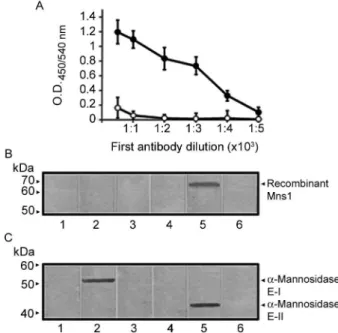 Fig. 4: immunodetection of the α1,2-mannosidases in the mixed mem- mem-brane and soluble fractions from Candida albicans