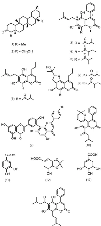 Fig. 1: compounds isolated from C. brasiliense (1-13), and M. ameri- ameri-cana (14) (names of compounds in Tables I and II).