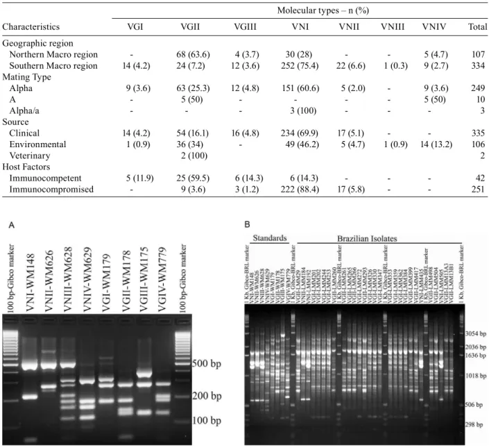 Fig. 2: A: restriction fragment length polymorphism (RFLP) profiles of URA5 gene obtained by double digestion of the gene with Sau96I and  HhaI of the standards isolates representing the eight molecular types VNI-VNIV and VGI-VGIV; B: banding patterns gene