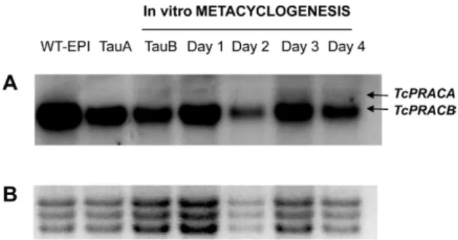 Fig.  3:  panel  A:  Trypanosoma  cruzi  proline  racemases  (TcPRACA  and TcPRACB) expression before and during metacyclogenesis