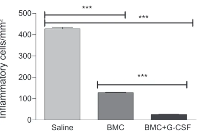 Fig.  2:  effects  of  combined  bone  marrow-derived  cells  (BMC)  and  granulocyte-colony  stimulating  factor  (G-CSF)  therapy  in  chronic  myocarditis