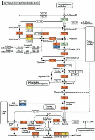 Fig. 1: reconstruction of the glycolysis and gluconeogenesis pathways  in T. cruzi. Colored boxes symbolize enzymatic activities annotated  by AnEnPi methodology