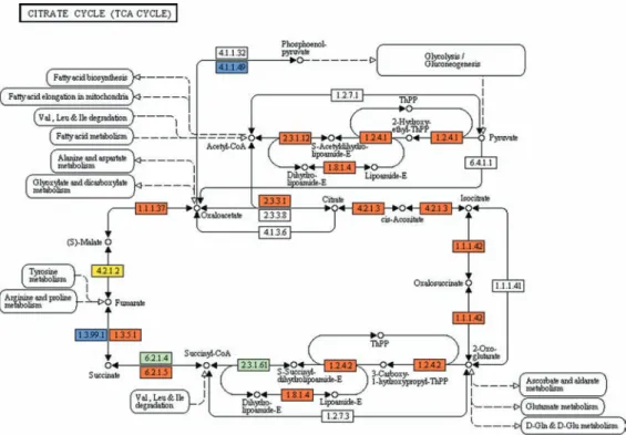 Fig. 2: reconstruction of the Krebs cycle pathway in Trypanosoma cruzi. The map was generated using the reference map by KEGG (http://www.