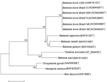 Fig. 1: phylogenetic analysis of deduced amino acid sequences of P0  from  Brazilian  isolates  of  Babesia  bovis,  other  species  of Babesia,  other  Apicomplexa  and  Bos  taurus