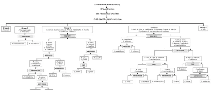 Fig. 2: scheme for rapid identification of the species of Enterococcus by PCR-based RFLP in conjunction with a few biochemical tests.