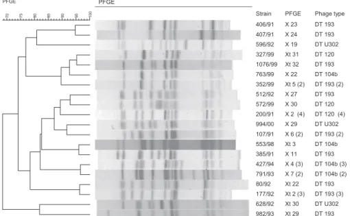 Fig. 2: dendrogram generated by BioNumerics software showing the relationship among strains belonging to the four phage types found in com- com-mon with Salcom-monella 1,4,[5],12:i:- (X) and Salcom-monella Typhimurium (Xt) serovars, obtained by pulsed-fiel