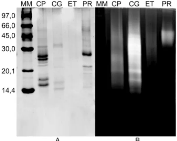 Fig. 1: electrophoresis (A) and Zymogram (B) of laticifer proteins (LP)  of Calotropis procera (CP), Cryptostegia grandiflora (CG), Euphorbia  tirucalli (ET) and Plumeria rubra (PR)