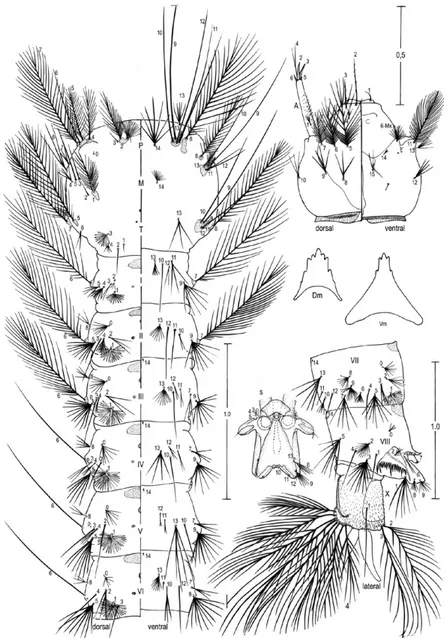 Fig. 3: fourth-instar larva of Anopheles albitarsis. A: antenna; C: cranium; Dm: dorsomentum; M: mesothorax; P: prothorax; p: puncture; S: 