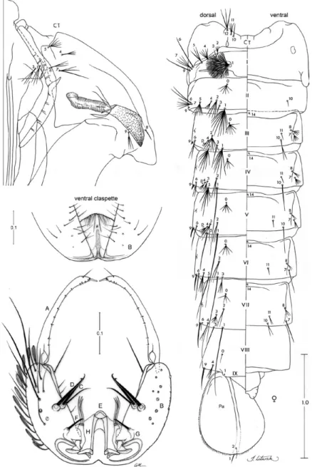 Fig. 4: pupa and male genitalia of Anopheles marajoara. Pupa: CT: cephalothorax; p: puncture; Pa: paddle; I-IX: abdominal segments