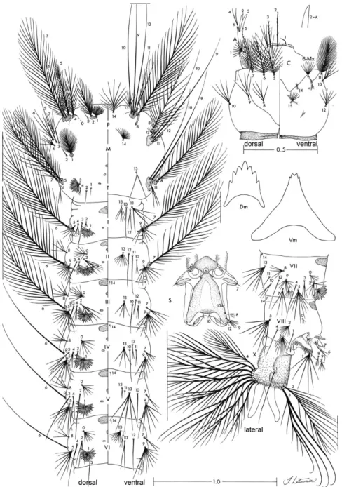 Fig. 5: fourth-instar larva of Anopheles marajoara. A: antenna; C: cranium; Dm: dorsomentum; M: mesothorax; P: prothorax; p: puncture; S: 
