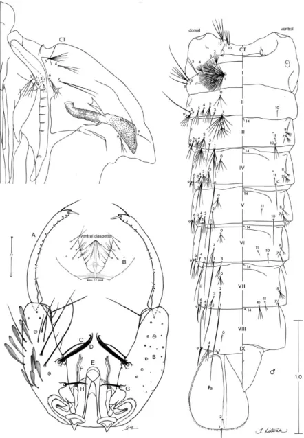 Fig. 6: pupa and male genitalia and of Anopheles deaneorum. Pupa: CT: cephalothorax; p: puncture; Pa: paddle; I-IX: abdominal segments