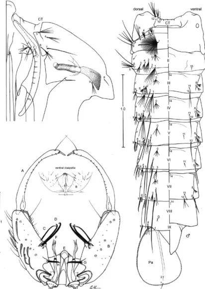 Fig. 2: pupa and male genitalia of Anopheles albitarsis. Pupa: CT: cephalothorax; p: puncture; Pa: paddle; I-IX: abdominal segments