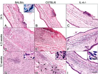 Fig. 2: comparative microscopic features of ear lesions along the ex- ex-perimental  period