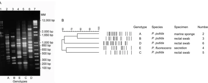 Fig. 2: A: RAPD-PCR typing of Pseudomonas putida and Pseudomonas fluorescens strains. Lanes 1 and 7: molecular size marker 1 kb plus; 