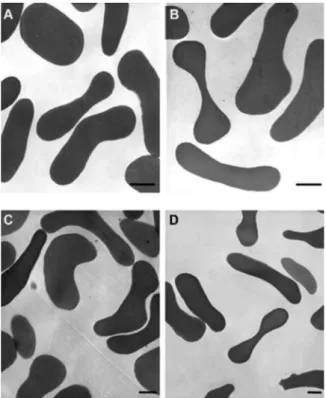 Fig.  1:  growth  of  Plasmodium  falciparum  FCB-2  after  20  h in  non- non-treated  (control)  or  non-treated  erythrocytes  with  21  µM  steroids  from  Solanum  nudum  tumacone  A  (SN)1,  125.5  µM  tumacone  B  (SN2),  57.4 µM tumacoside B (SN4) 