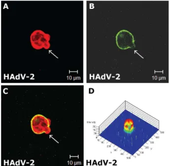 Fig.  8:  HAdV-2  multiplication  in  293  cells  at  96  h  of  infection.  