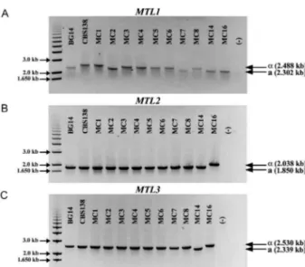 Fig. 2: genotypification of the mating type-like locus (MTL) in Can- Can-dida glabrata
