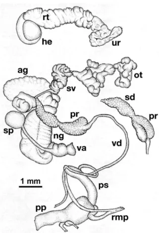 Fig. 6: anatomy of the reproductive system of Lymnaea truncatula from  Mucuchies, state of Mérida: ag: albumen gland; ng: nidamental gland; 