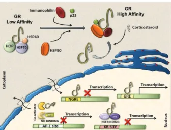 Fig. 1: cofactors and chaperone proteins shape the genomic response  of corticosteroids by directly binding and altering function of the glu- glu-cocorticoid receptor (GR)