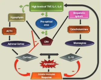 Fig.  2:  neuroimmunendocrine  pathways  involved  in  the  response  to  severe infection in septic patients