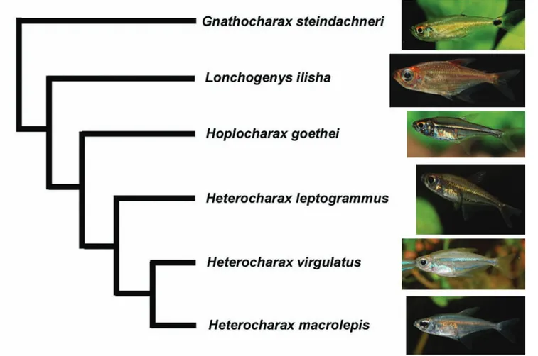 Fig. 2. Phylogenetic relationships within the tribe Heterocharacini excluding Priocharax, modified from Mattox &amp; Toledo-Piza (2012).