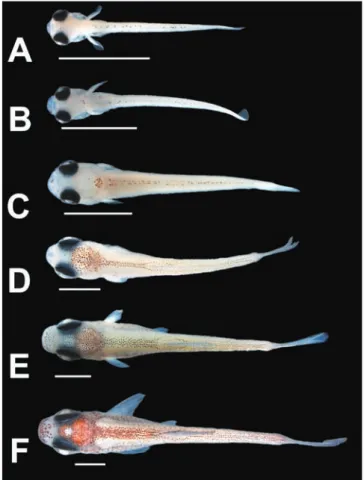 Fig. 3. Larvae and juveniles of Heterocharax macrolepis, lateral view. A: 3.9  mm NL; B: 4.7 mm NL; C: 5.7 mm NL; D; 6.9 mm SL; E: 7.9 mm SL