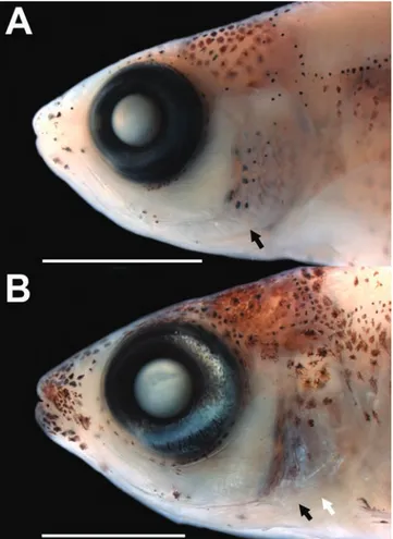 Fig. 6. Larvae of Heterocharax macrolepis, lateral view of head. A: 13.6 mm  SL; B: 16.2 mm SL